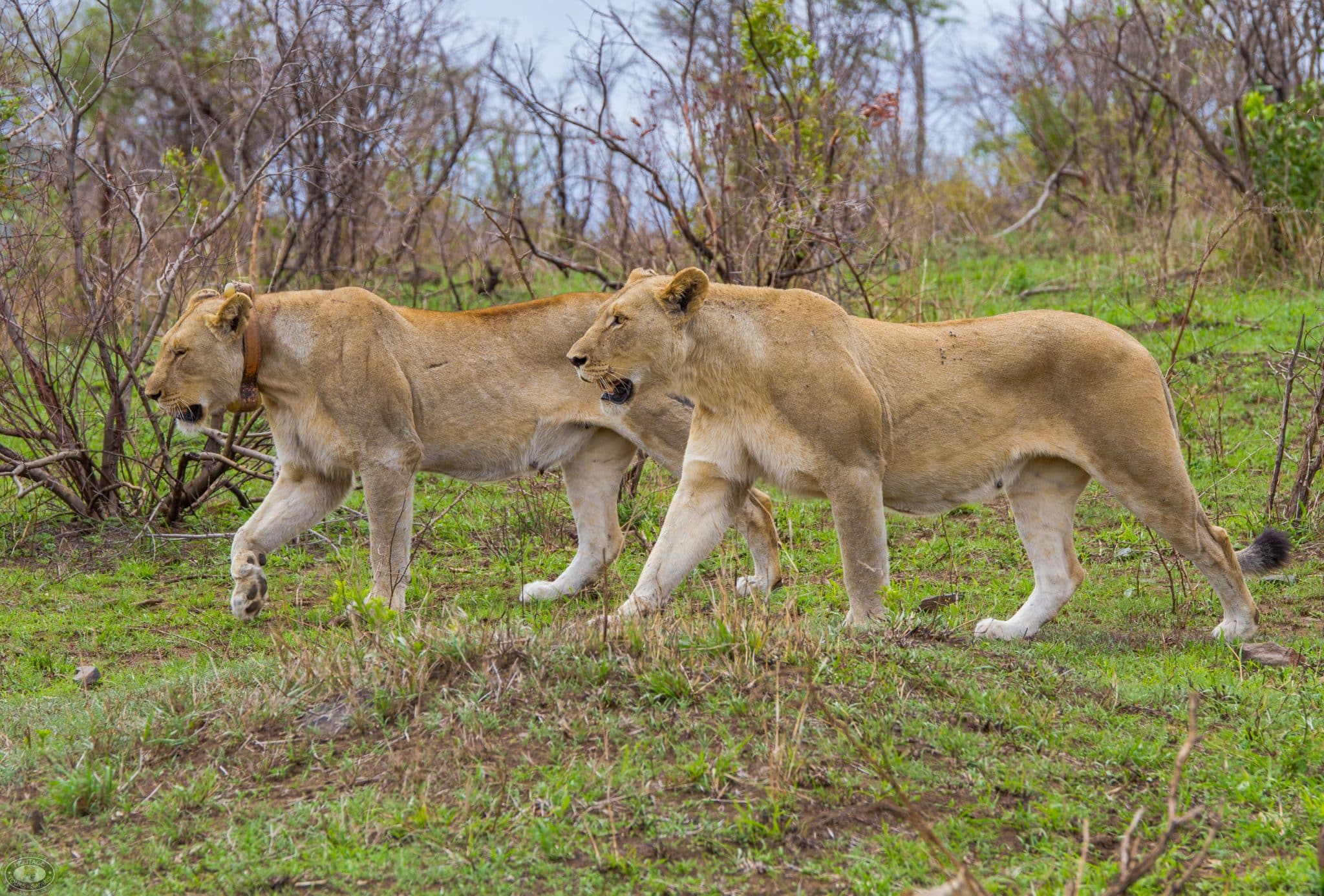 Why Choose a Six on Safari Adventure?