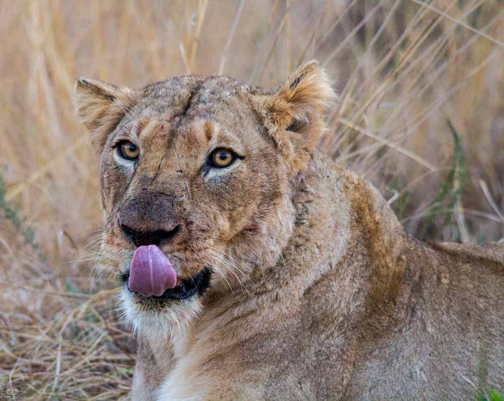 Hluhluwe Safari Tips Maximize Your Big Five Sightings