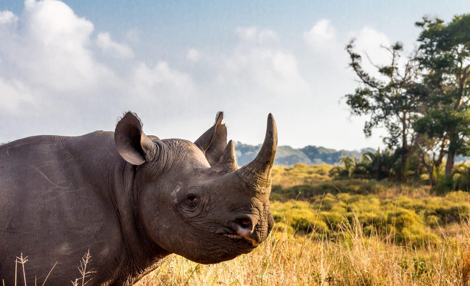 Multi-Day Big 5 Safari Packages