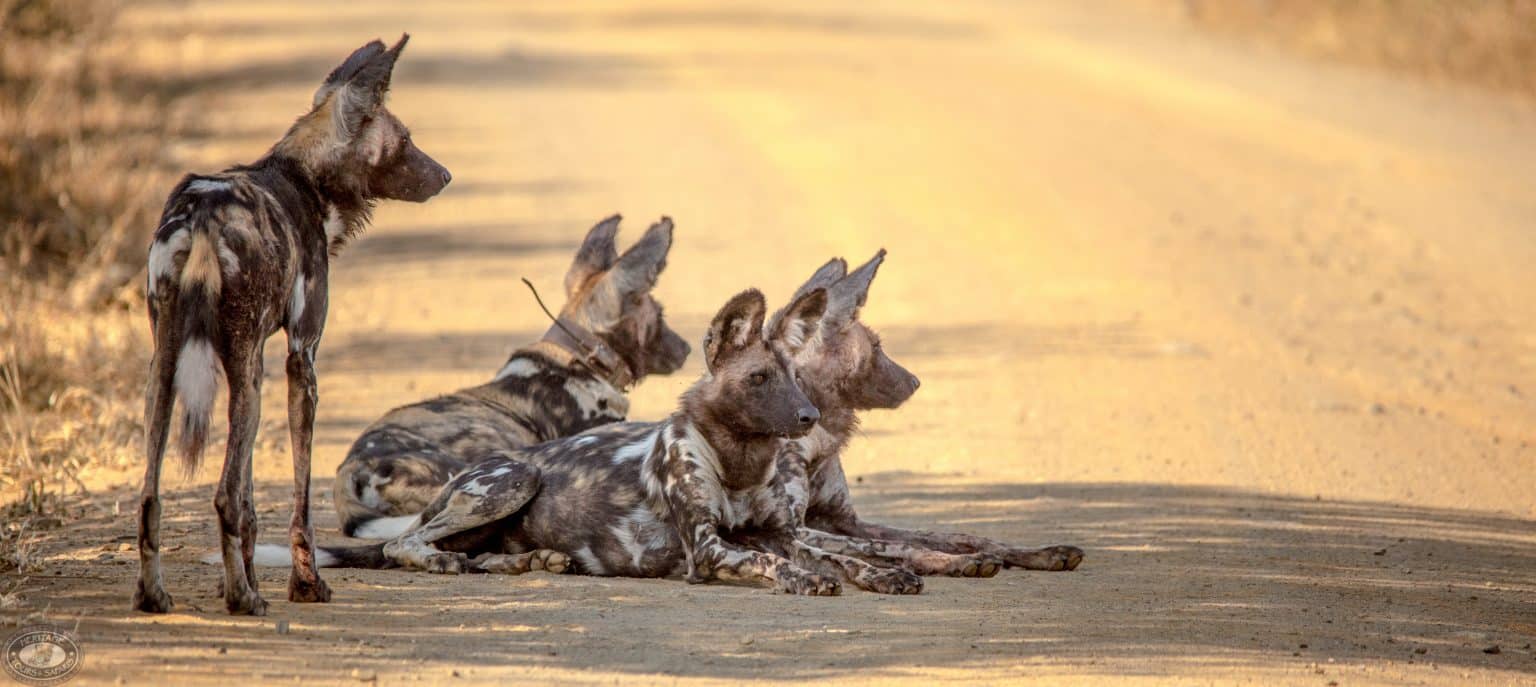 Top Big 5 Safari Experiences in KwaZulu-Natal (Hluhluwe & St Lucia Edition)