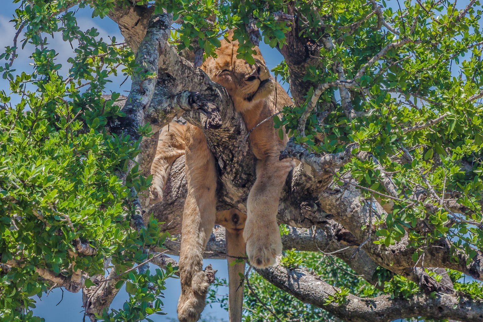 Big 5 safaris into the hluhluwe and kruger park