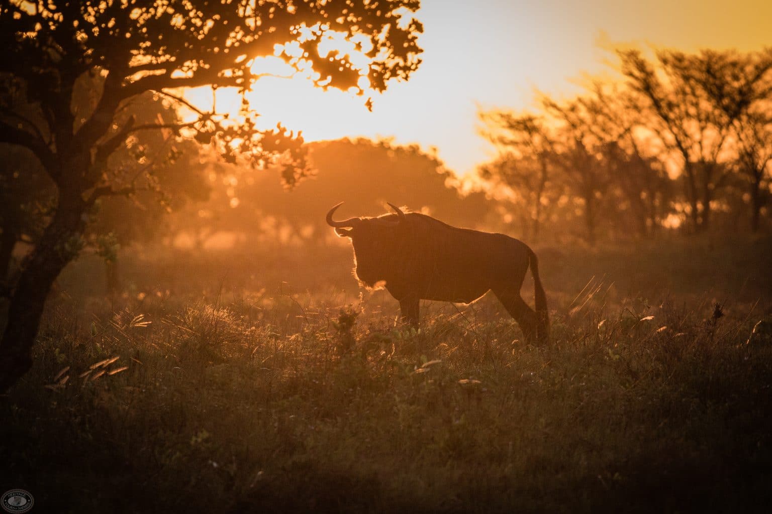 Final Thoughts – Plan Your Kruger National Park Safari