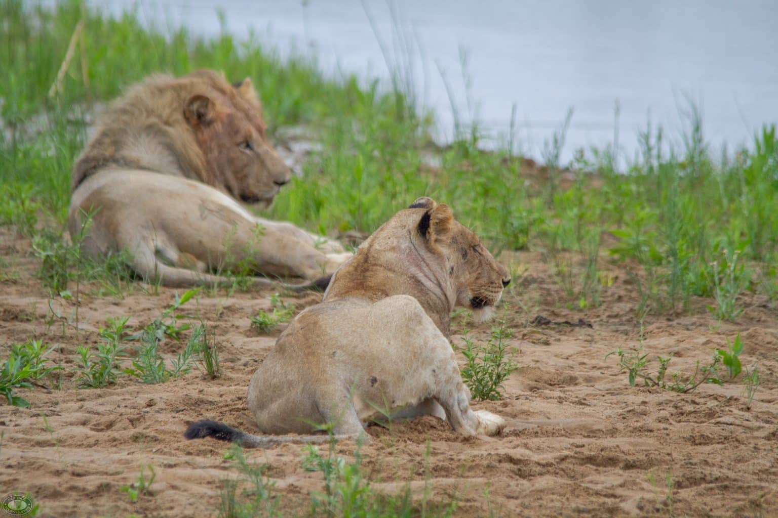 Conservation and History of Kruger National Park