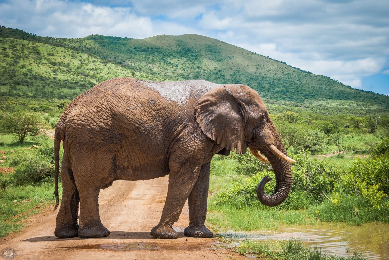 Safari Afrika Goedkoop