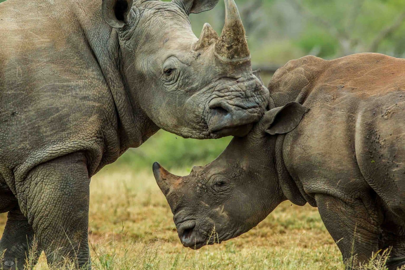 Should I Visit Hluhluwe or Kruger for Safari?