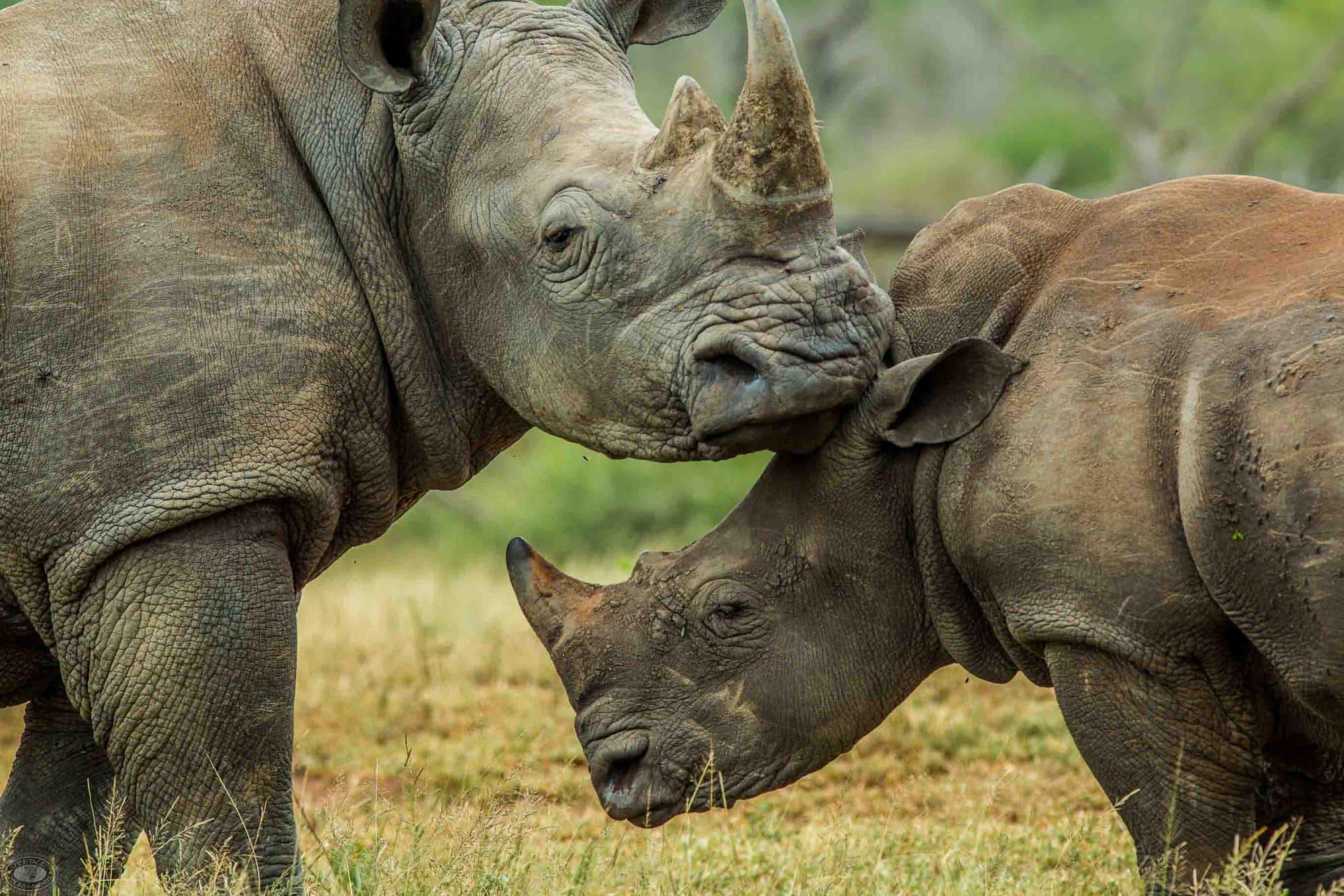 Should I Visit Hluhluwe or Kruger for Safari?