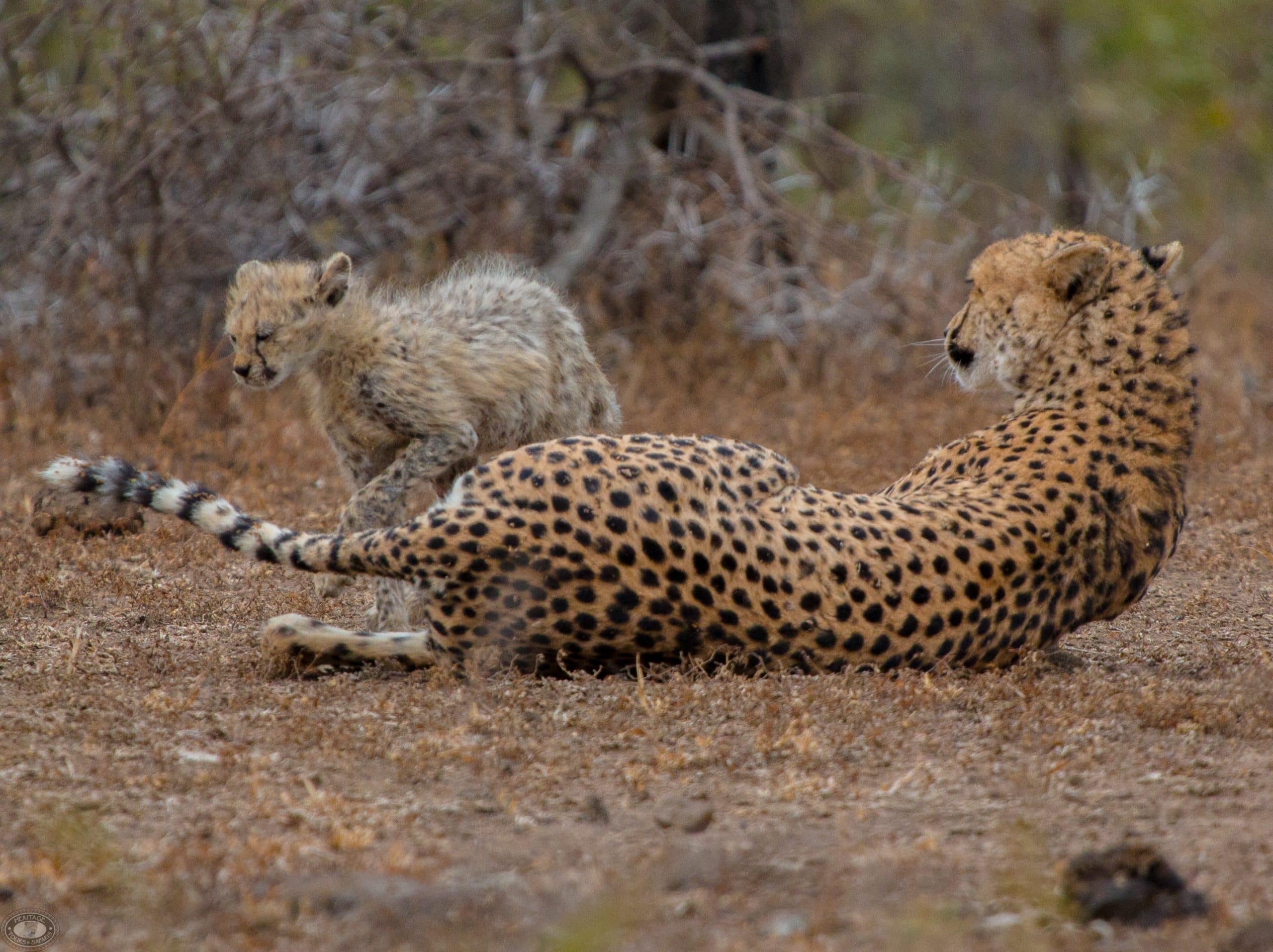 Why Visit the Kruger National Park