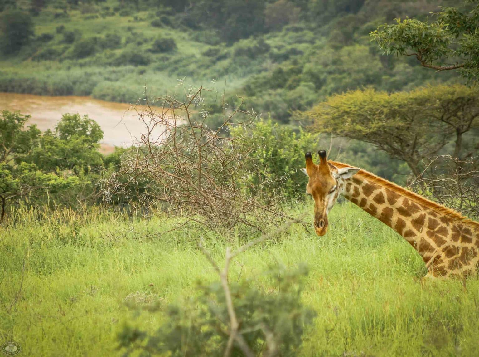 kruger national park