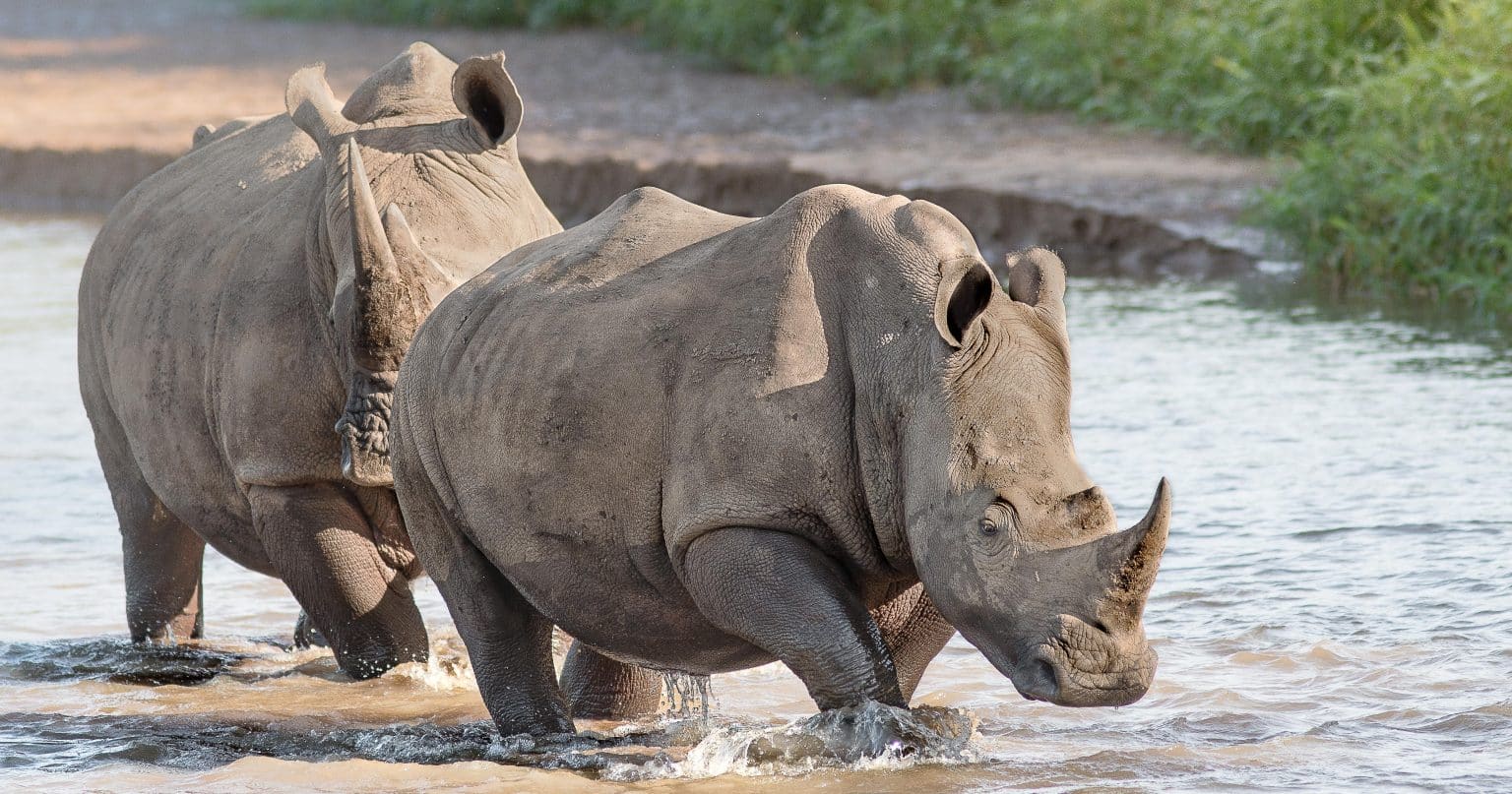 why choose a hluhluwe kruger national park safari package