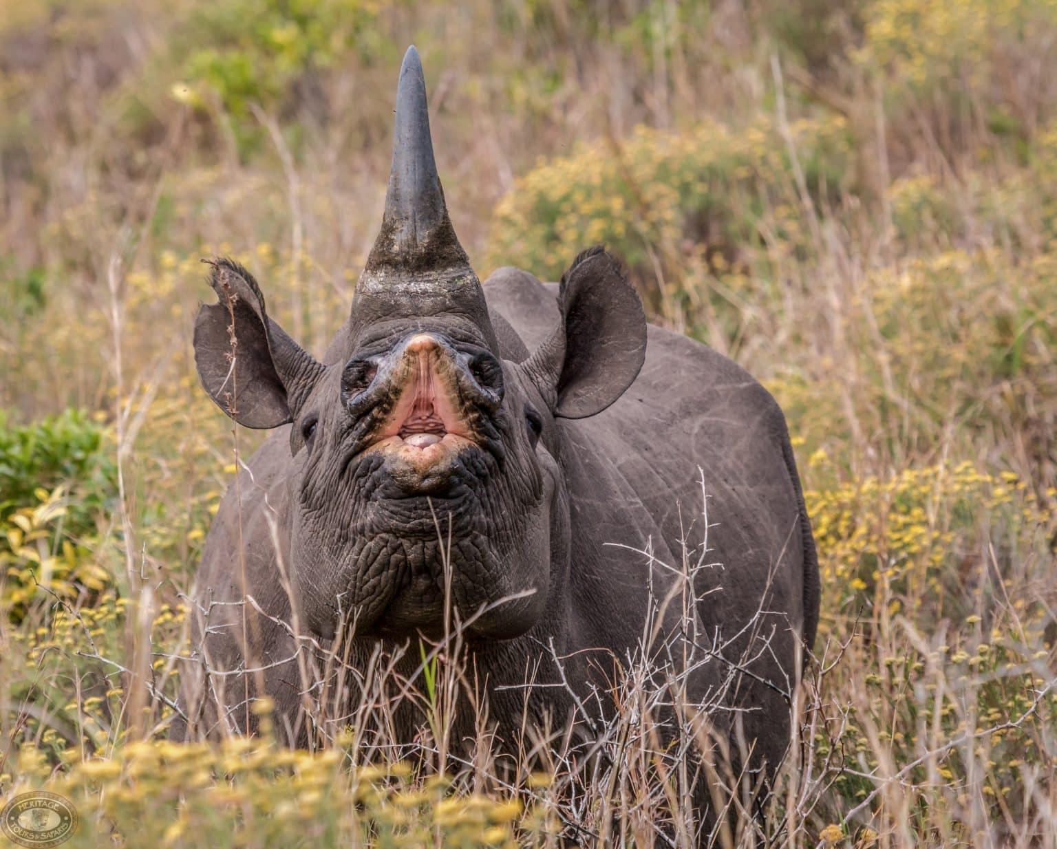 Planning a 2026 Hluhluwe Safari Here’s How to Choose the Right Safari Company