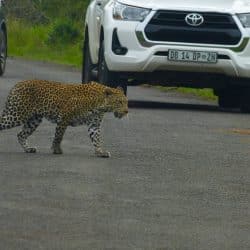 safari package clients enjoying up close leopard sighting in the hluhluwe imfolozi park