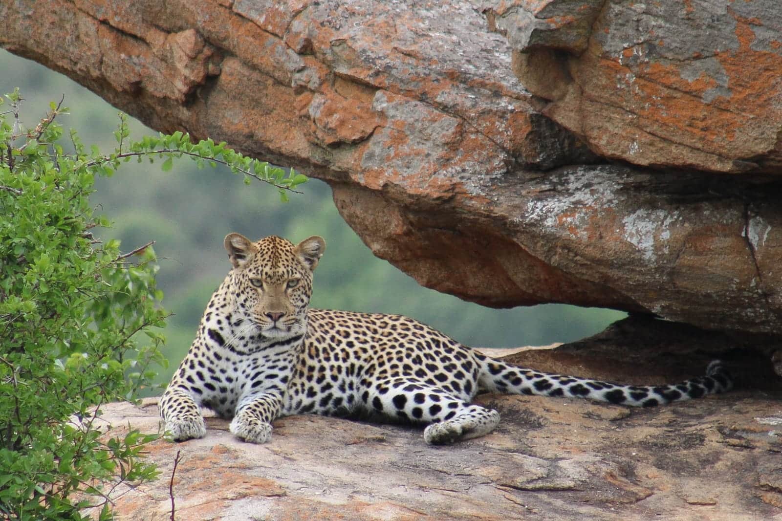 leopard sighting on a hluhluwe safari with heritage tours and safaris