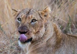 Hluhluwe Safari Tips Maximize Your Big Five Sightings