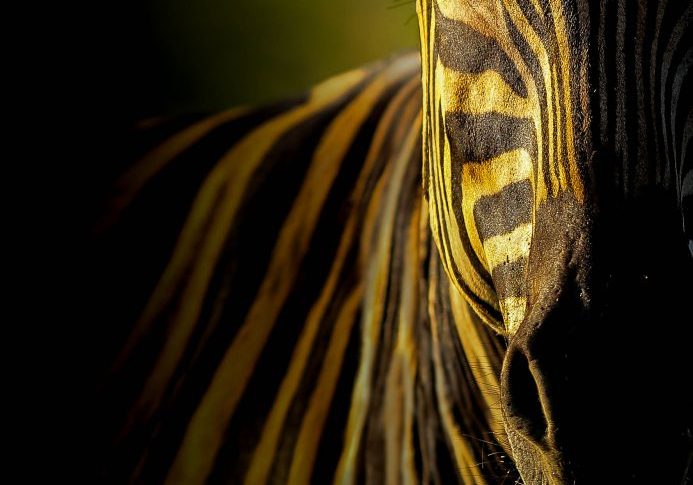 South Africa game reserves