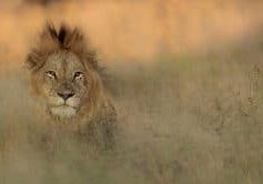 Looking for a Hluhluwe Kruger Safari Package?