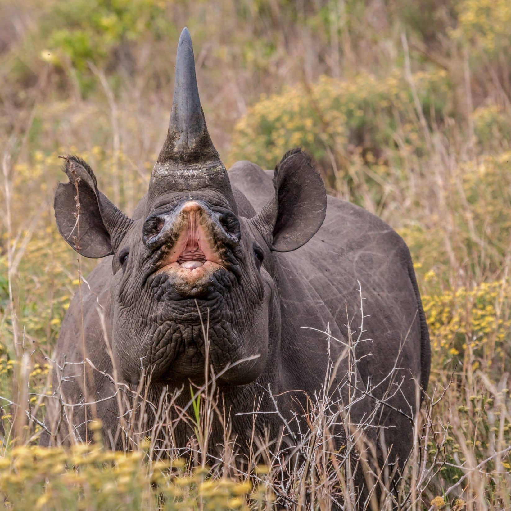 Planning a 2026 Hluhluwe Safari Here’s How to Choose the Right Safari Company