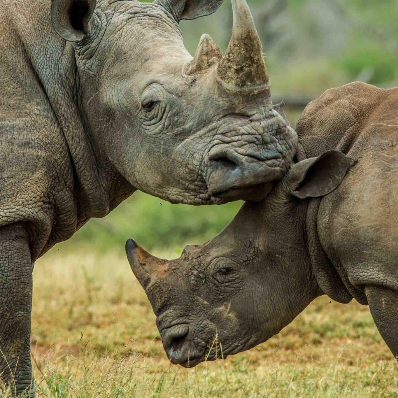 Should I Visit Hluhluwe or Kruger for Safari?