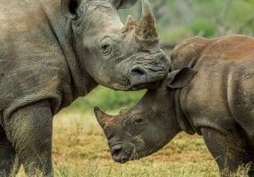 Should I Visit Hluhluwe or Kruger for Safari?