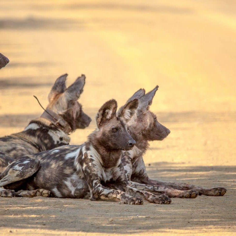 Top Big 5 Safari Experiences in KwaZulu-Natal (Hluhluwe & St Lucia Edition)