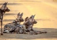 Top Big 5 Safari Experiences in KwaZulu-Natal (Hluhluwe & St Lucia Edition)