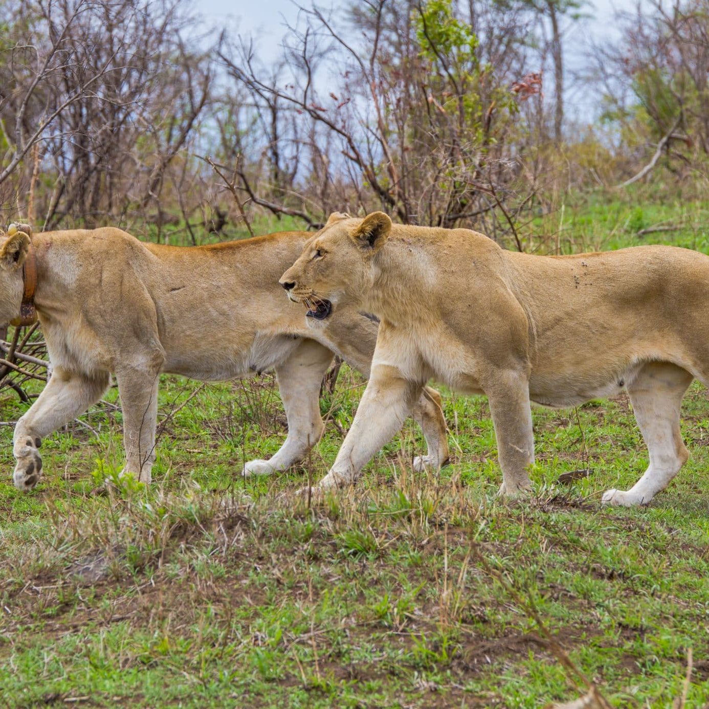 Why Choose a Six on Safari Adventure?
