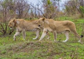 Why Choose a Six on Safari Adventure?